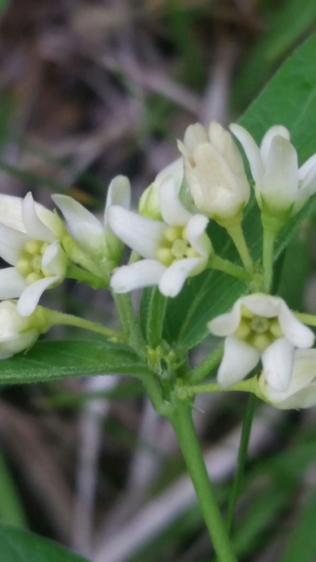 Vincetoxicum hirundinaria (Gentianales - Apocynaceae)